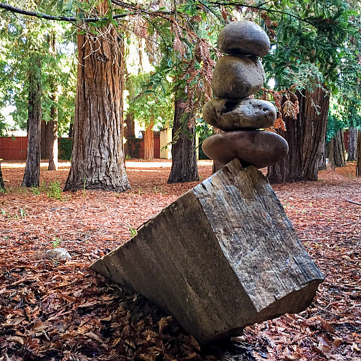 The Redwood Grove on the Upper School campus.